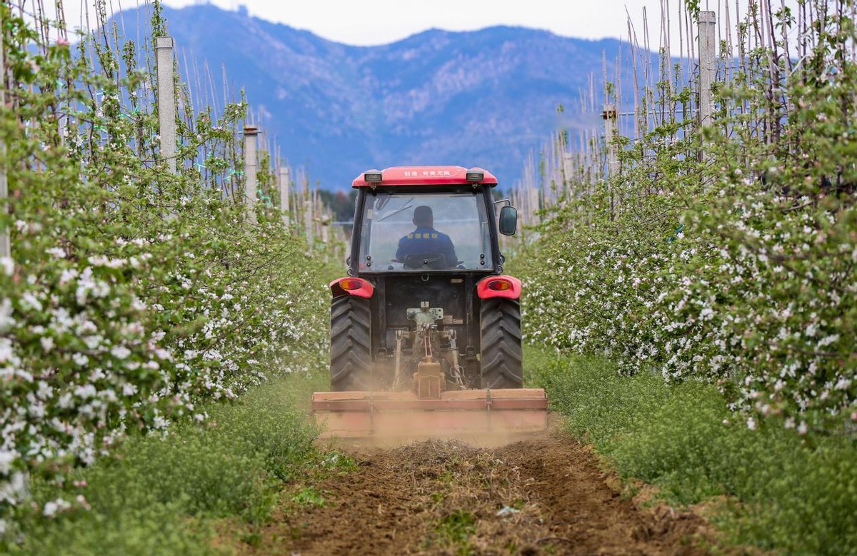 灞变笢85鍚庡皬浼欑棿杩风鑻规灉,85鍚庢捣褰掔棿杩风鑻规灉