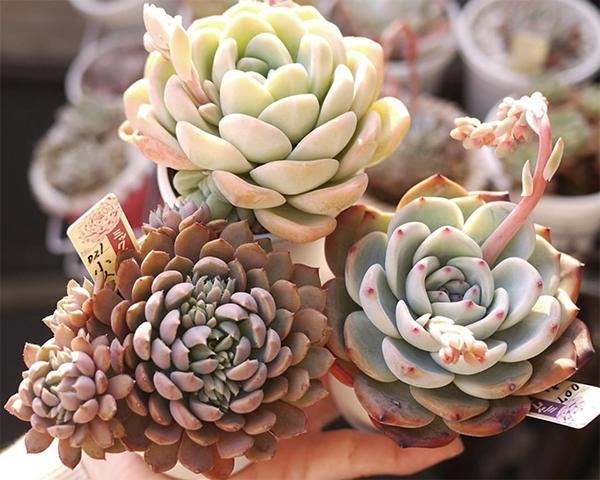 施肥多了植物枯萎怎么办,施肥过多叶子蔫了怎么办