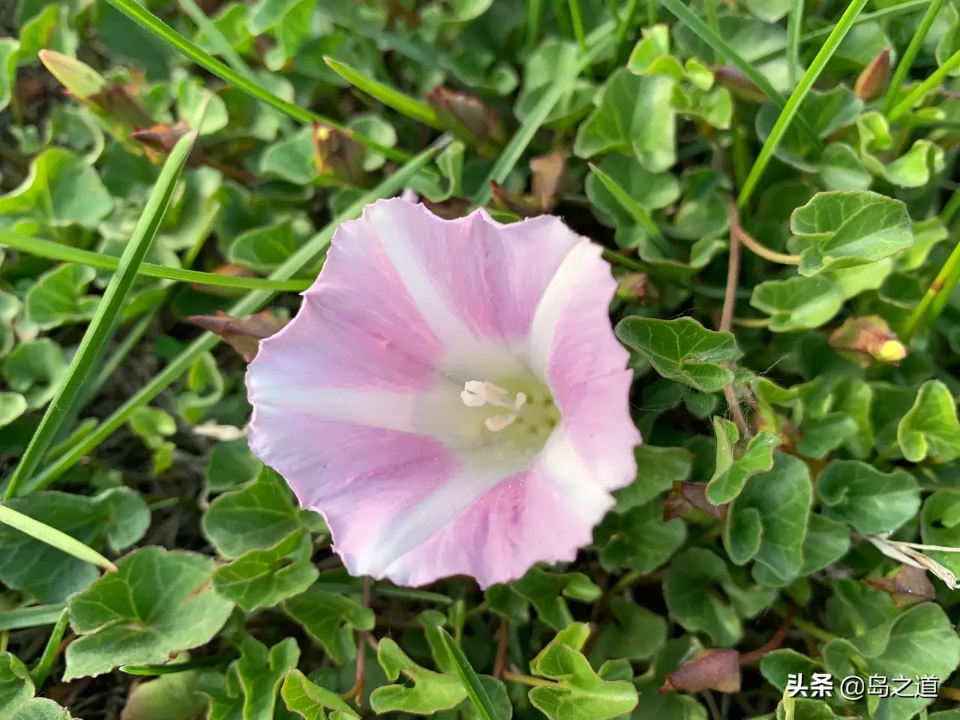 含12生肖的植物名,用十二生肖组成的植物名