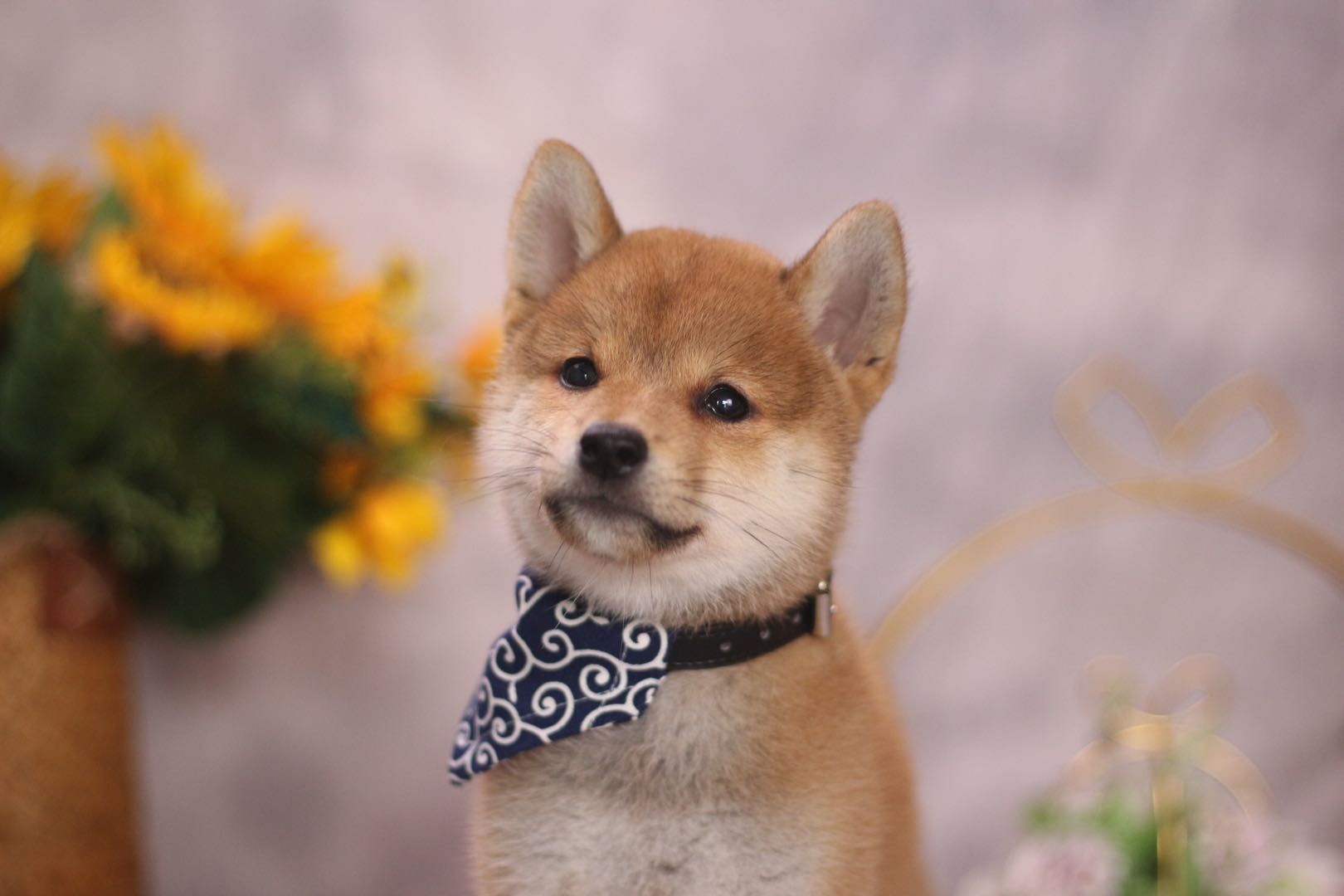 柴犬很难买到正宗的吧,怎么买到真正的柴犬