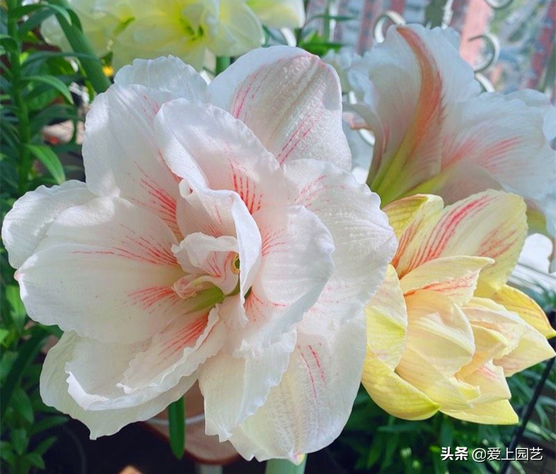 鏈遍《绾㈠井淇＄兢,鏈遍《绾㈢兢