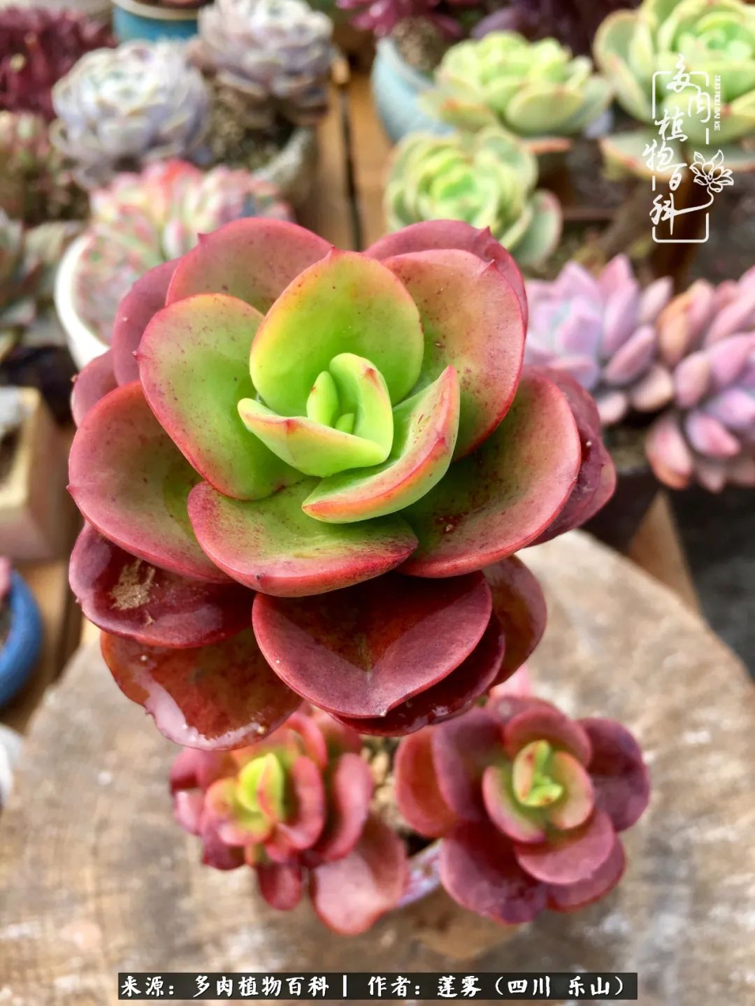 治愈系多肉精灵,初冬携一抹暖阳与多肉相伴