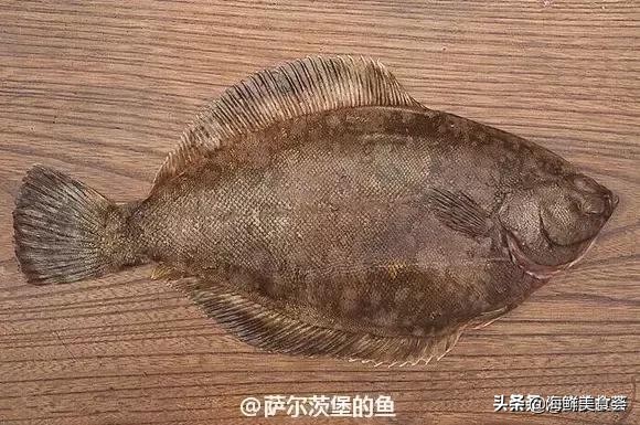 32种经典寿司做法视频,寿司常用的鱼