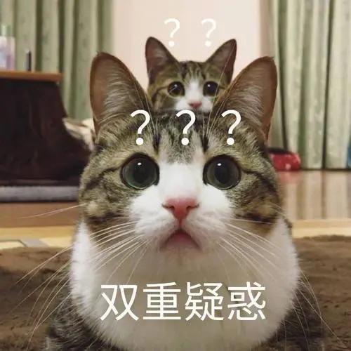猫咪痛苦难产,铲屎官手足无措|如何帮助猫咪顺利生产?