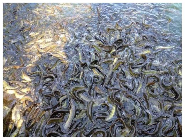 野钓鱼资源匮乏怎么办好,野钓资源匮乏是怎么造成的