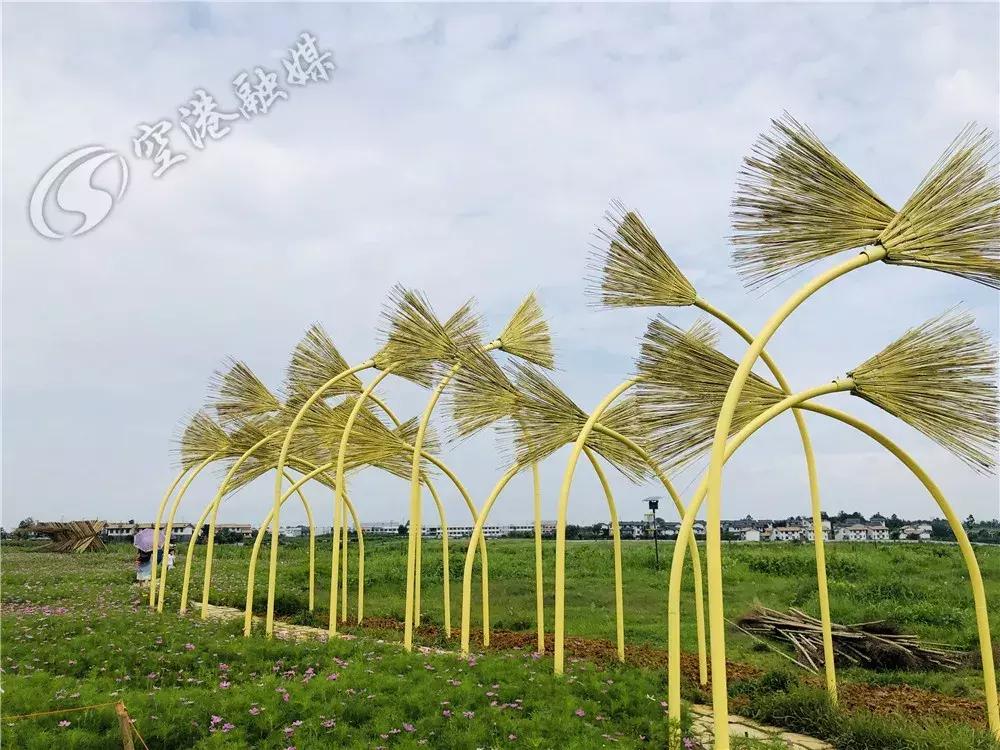 双流空港花田最新进展,双流空港花田开放了吗最新回复