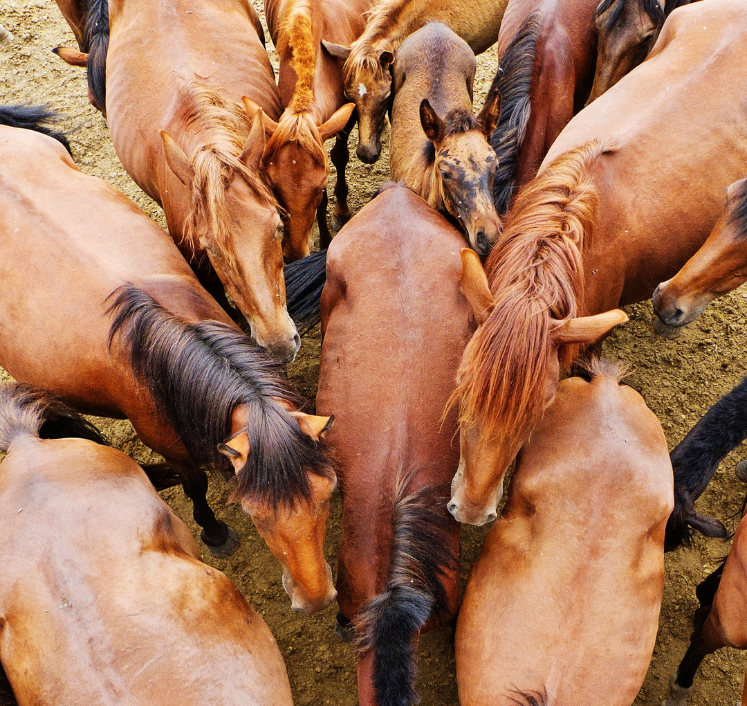 拍马都追不上的成语,拍马都赶不上的成语