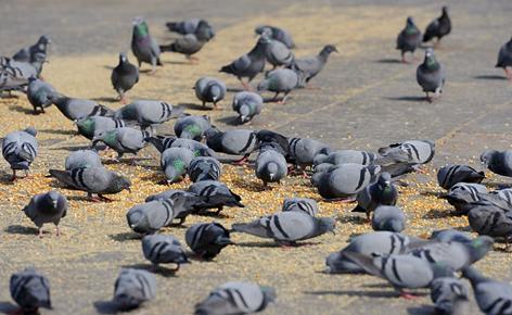 鸽子得了毛滴虫会呕吐吗,鸽子得了毛滴虫病用什么药