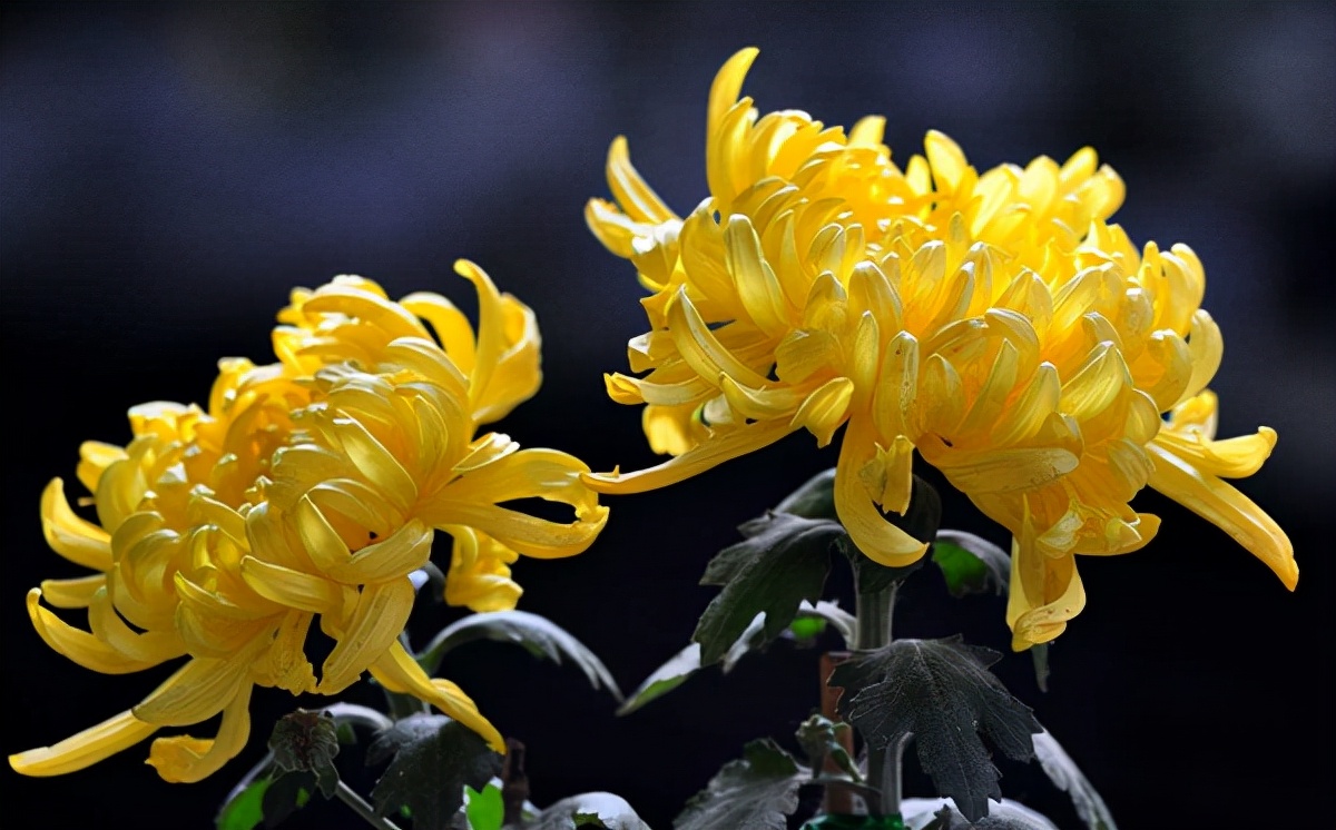 生活中常见的花语大全,生活中常见花卉花语