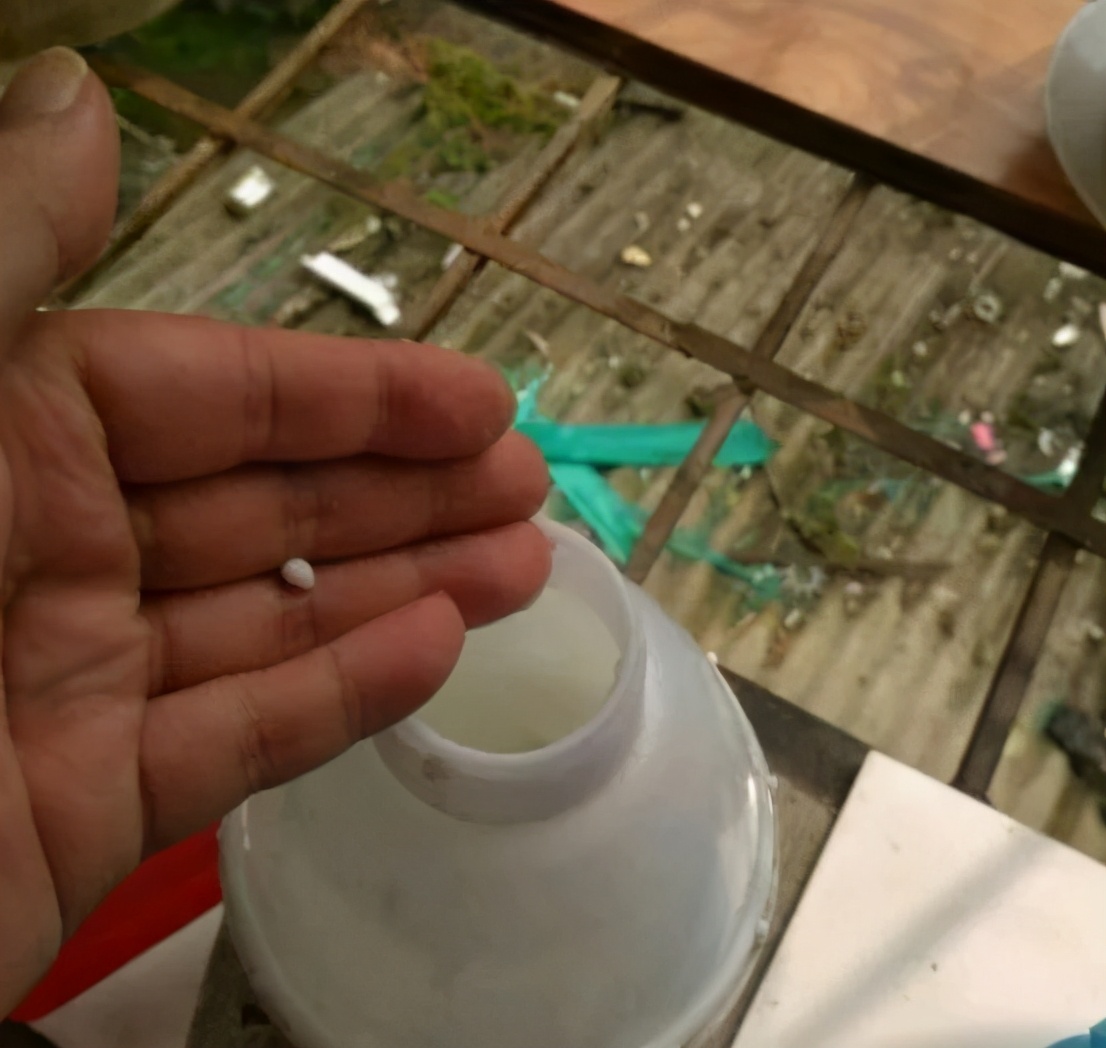 绿萝养护技巧和注意事项,绿萝的叶子怎么养护才能又肥又大