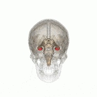 大脑工作原理,一张图看懂人类大脑工作原理