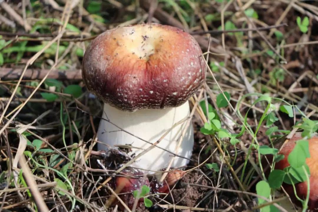 接轨智慧农业，创造核心竞争力，让云南保山隆阳田园综合体升值！