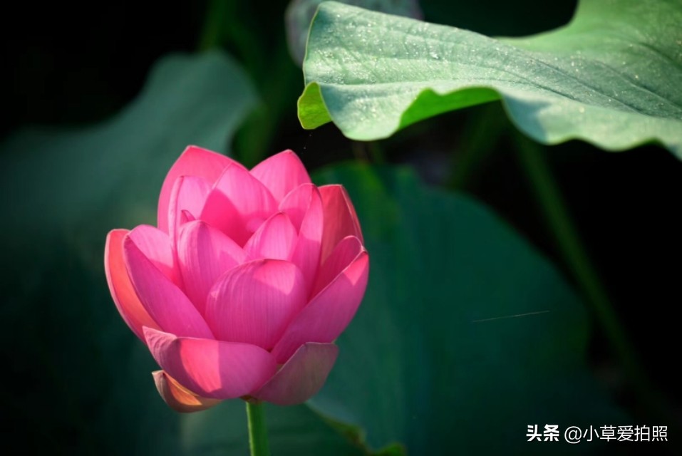 威海夏晨荷图片,金秋十月威海羊亭湿地公园美醉了