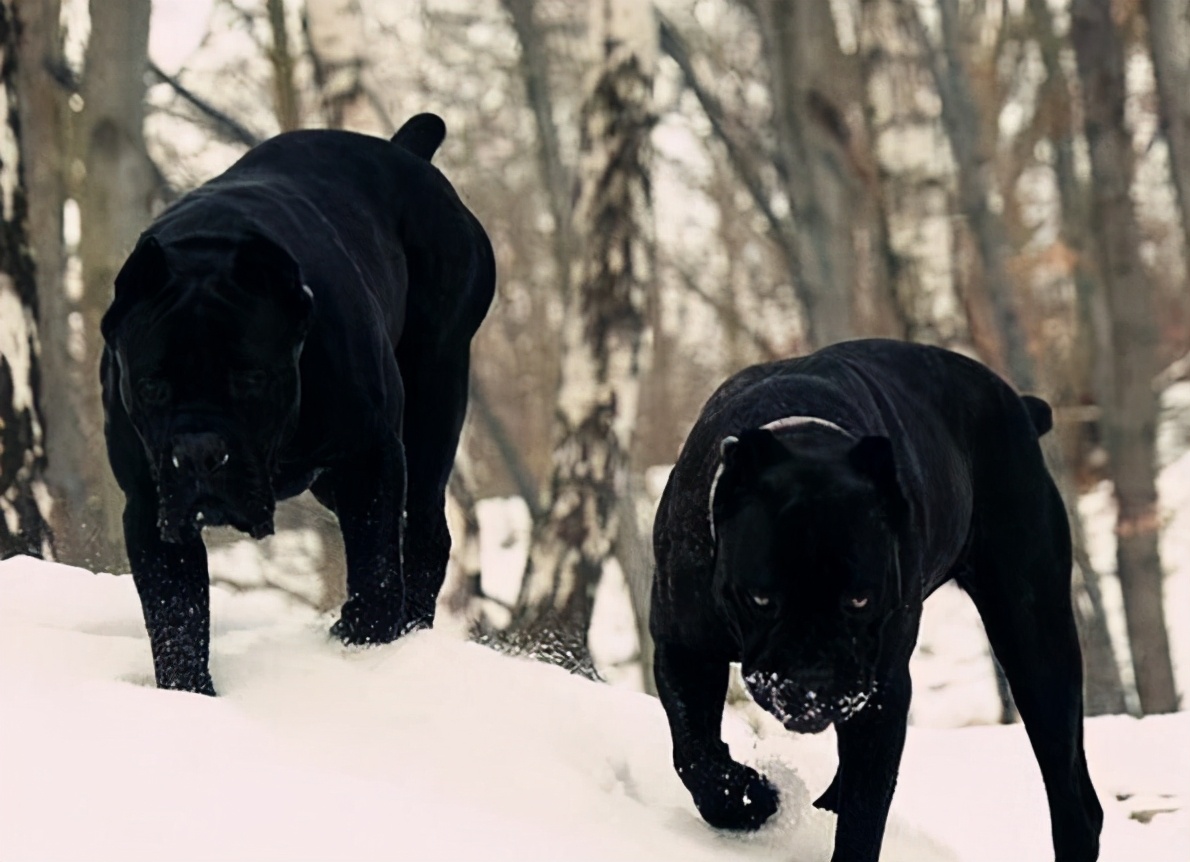 看家“首选”的6种狗狗，小偷看到了，都掉头走