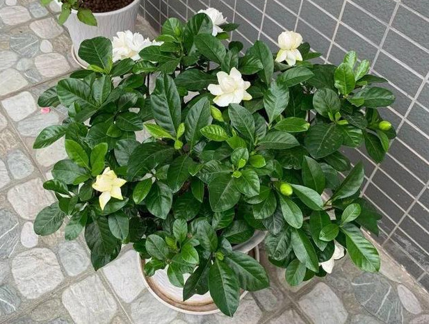 栀子花黄叶的原因及处理方法图片,栀子花有黄叶就应该把黄叶摘掉吗