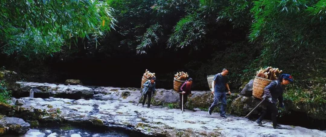 南川毛壳方竹笋,金佛山方竹笋几月份采摘