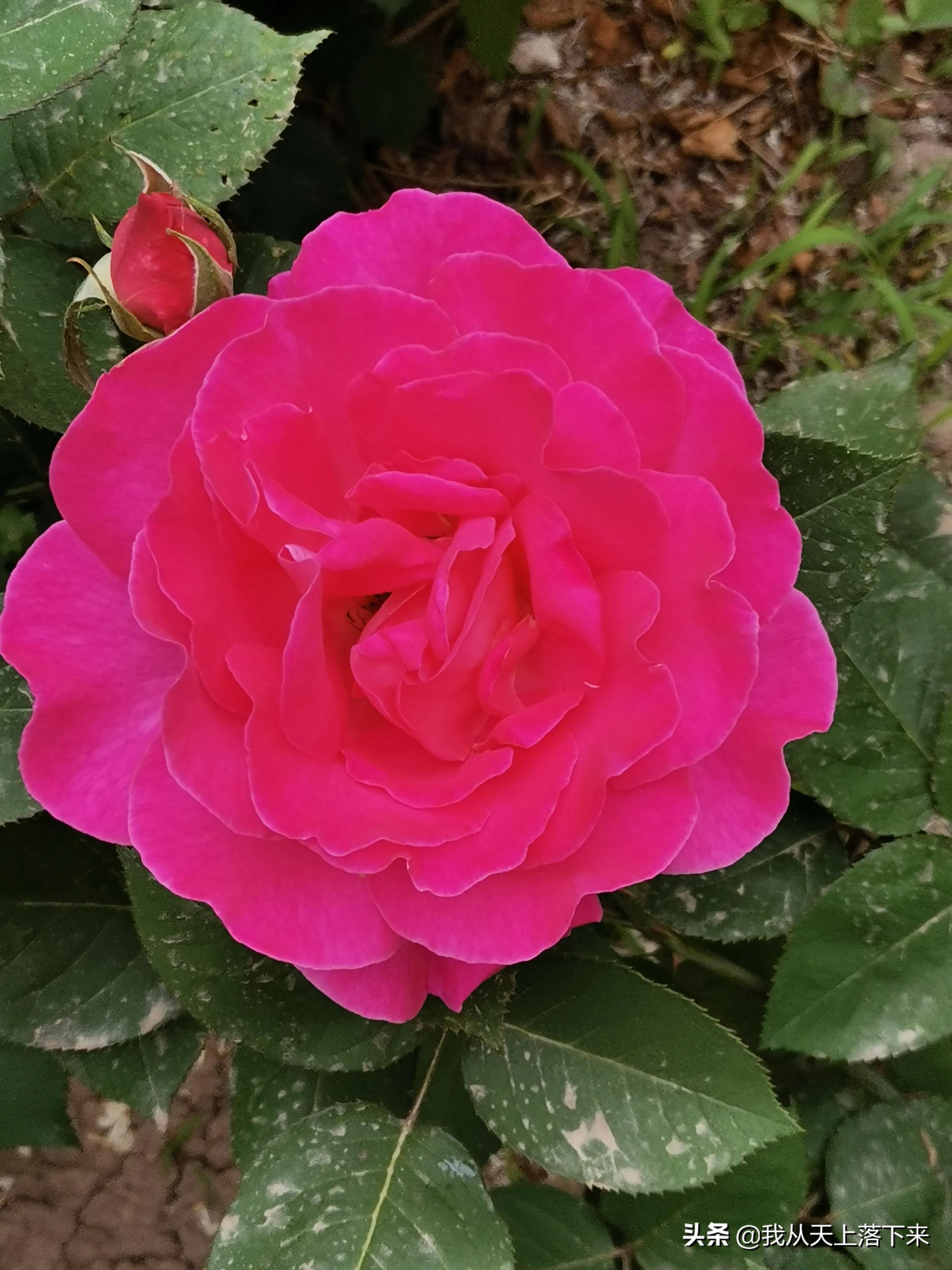 100张花朵美图,100张花图片大全