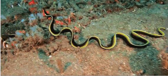 端午节遇上檀溪谷，奇幻海洋世界美爆你的视觉、味觉！