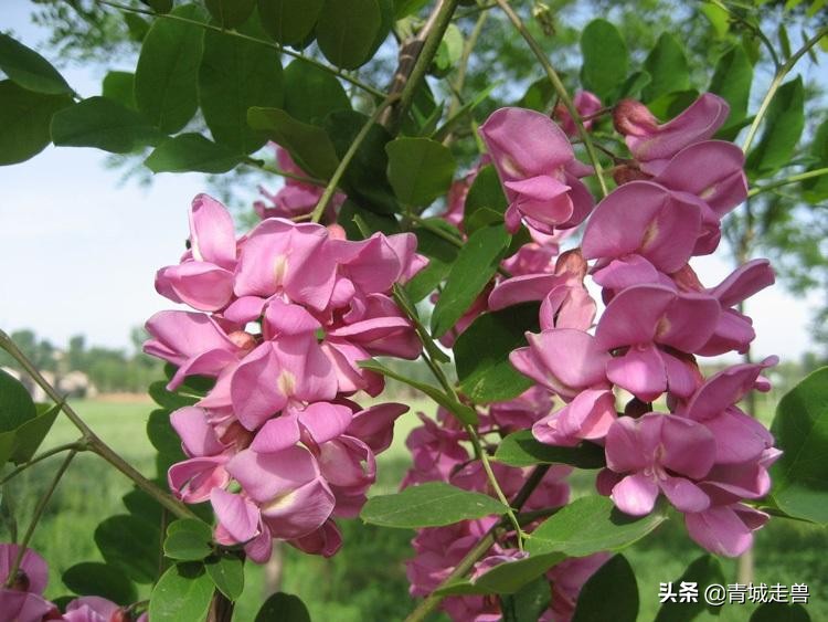 五月的槐花特别香,五月槐花香你不知道的事
