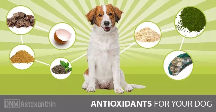 铲屎官是不是上当,铲屎官骗主子的视频