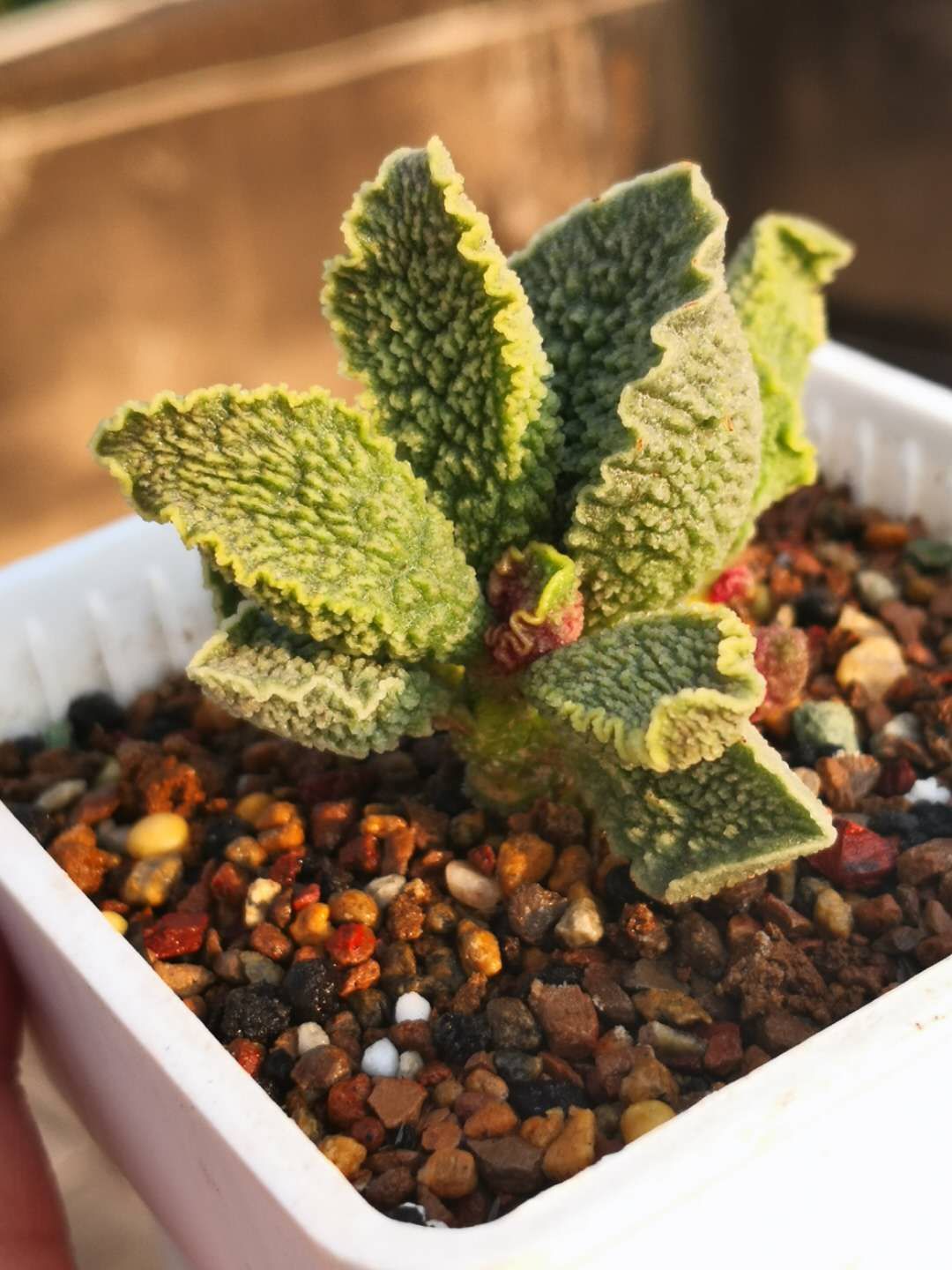 水泡多肉大全,水泡多肉叶片发焉