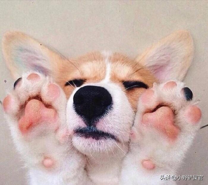 防止狗狗爪子干裂的方法,狗狗脚掌干裂可以擦凡士林吗