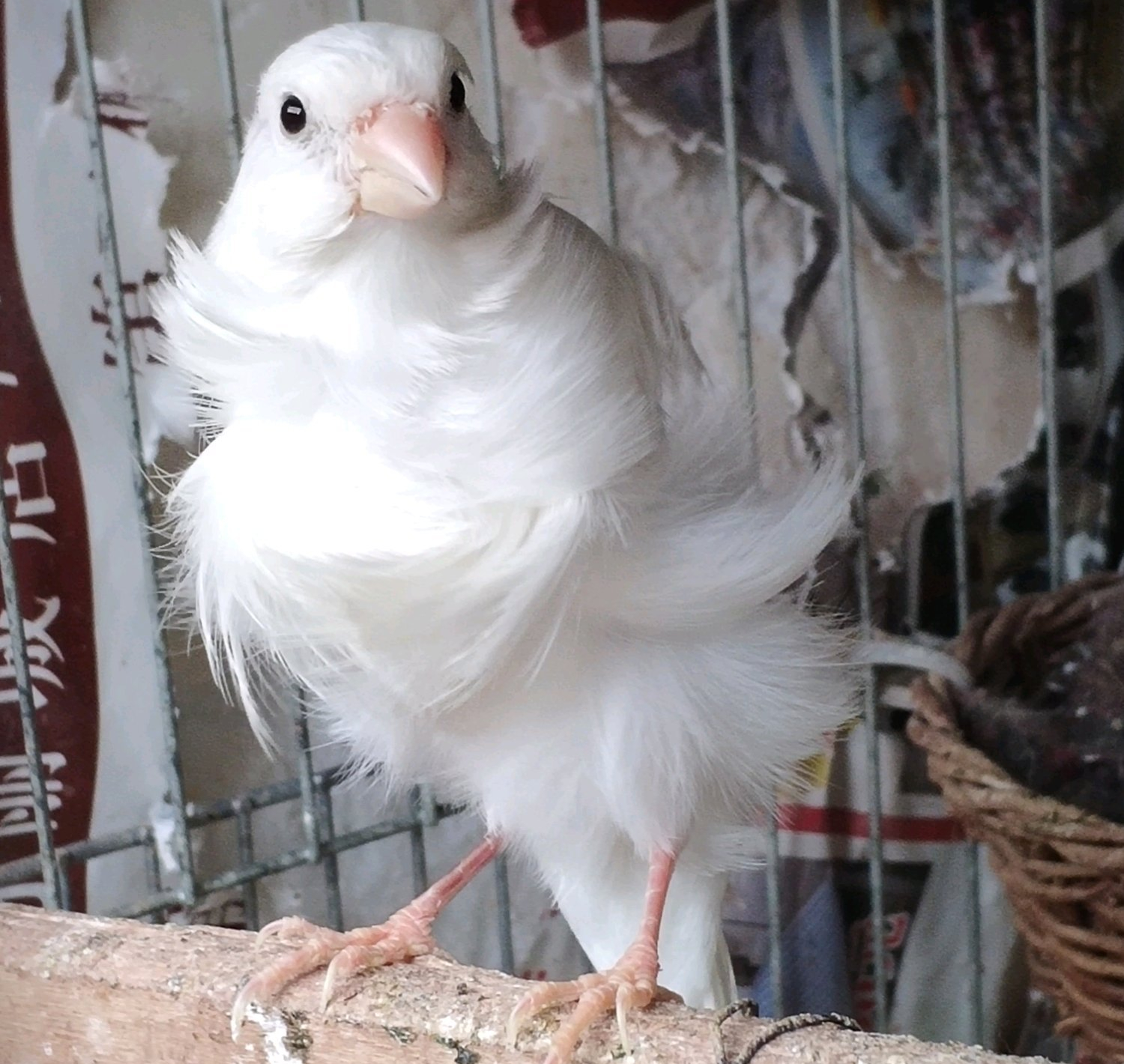 什么动物养殖最便宜最好养,药用动物养殖品种大全