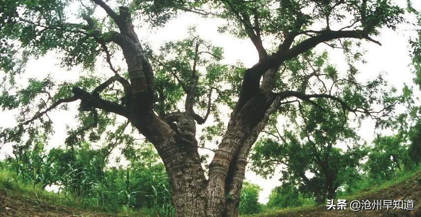 黄骅的文明城市,黄骅已经被评为国家中心城市了吗