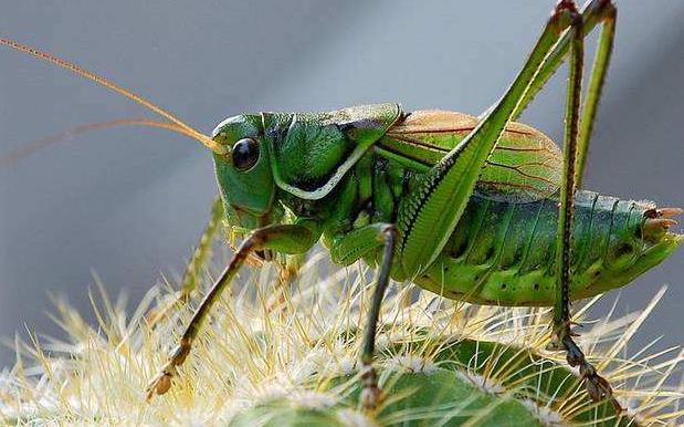 昆虫界战斗力最强的昆虫,谁是昆虫界最厉害的杀手