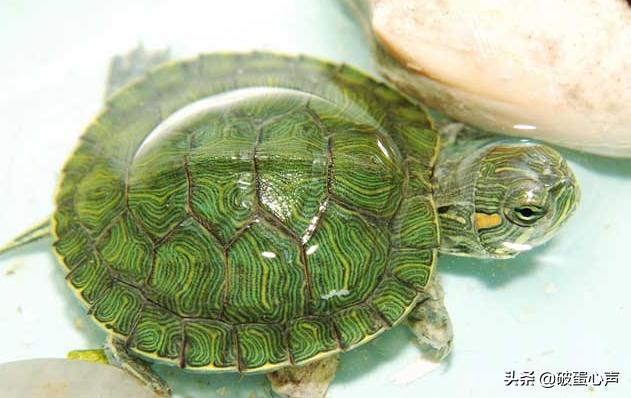 乌龟为什么能养死,为什么乌龟养养就死了