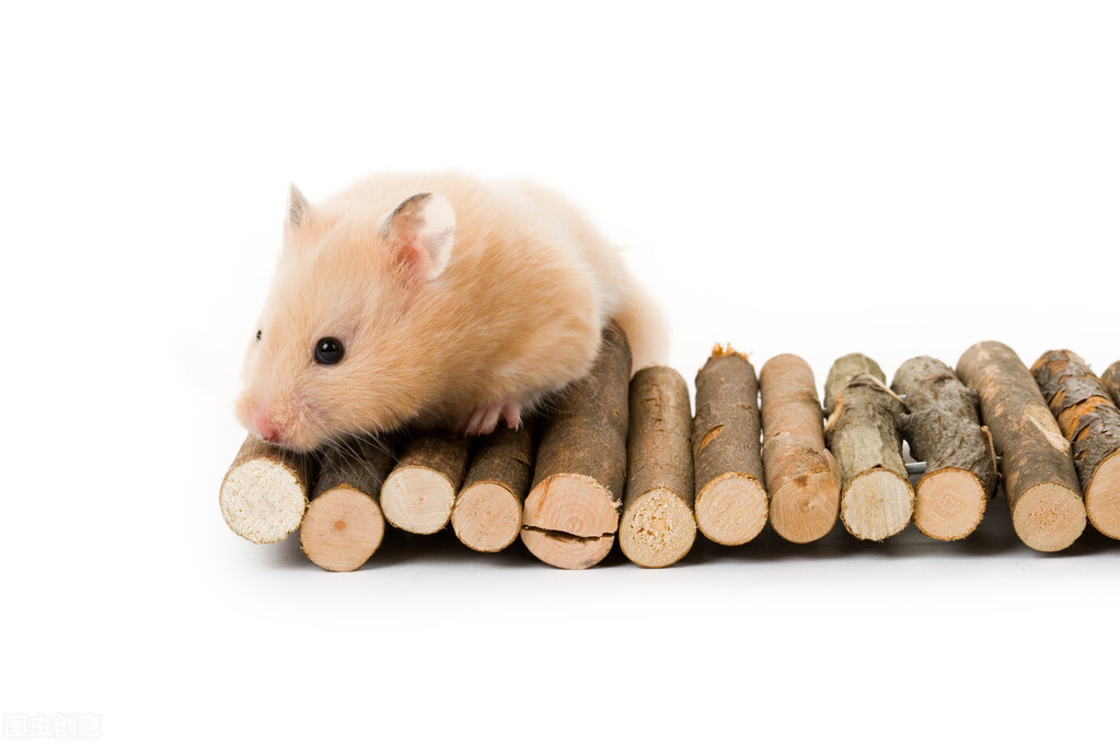 养鼠经验:仓鼠拉软便会自愈吗