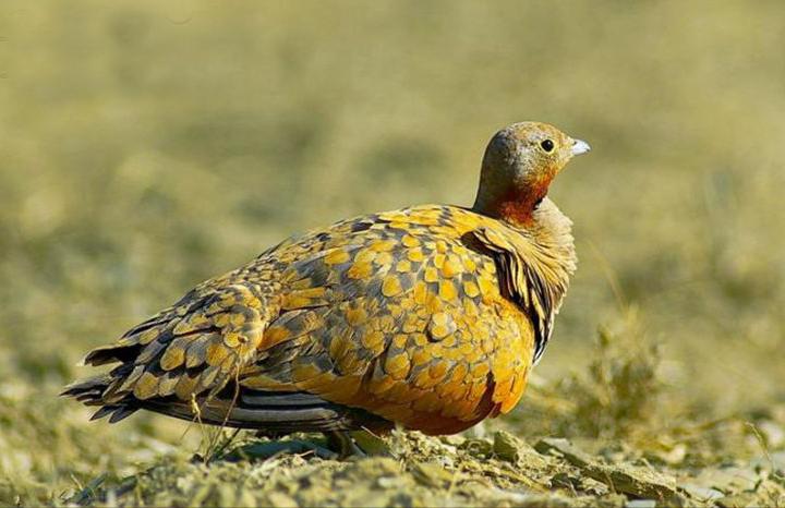 广东常见鸟类图谱图文,广东常见鸟类图谱