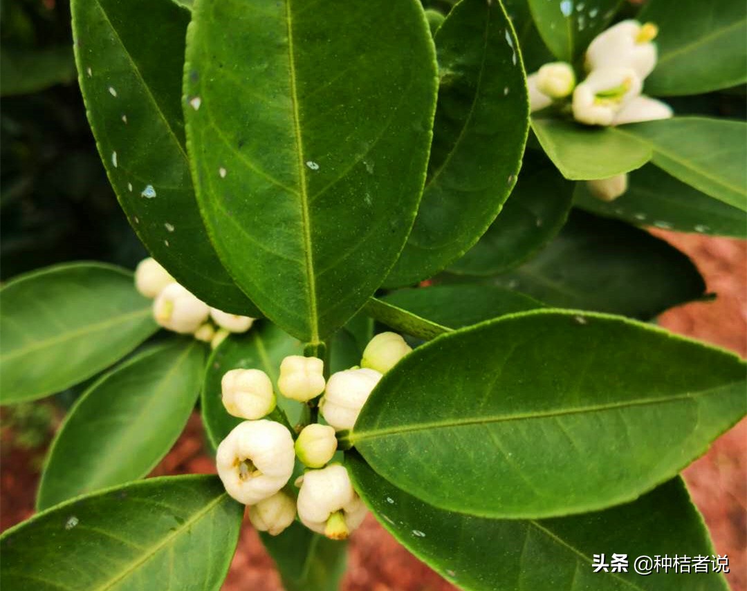 奔驰加不好的汽油会有什么后果,奔驰加了劣质油怎么解决