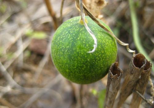 我们小时候玩的野果子玩具,农村小孩玩儿玩具