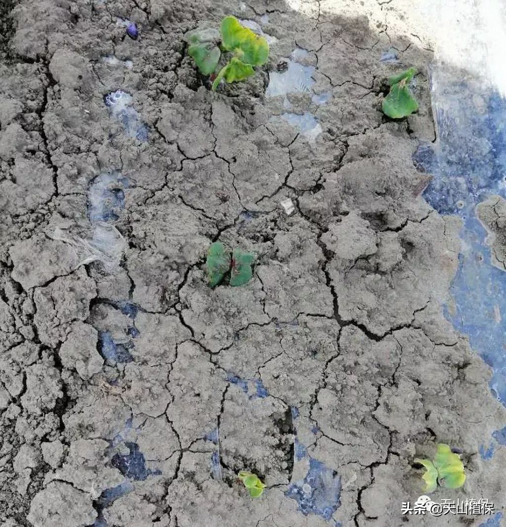 再谈小麦病虫害防活,再谈麦田除草
