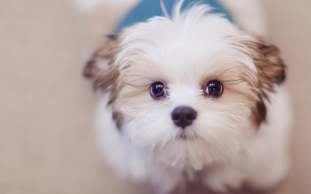 生活中常见的纸巾和绳子,对狗狗会有什么危害呢?