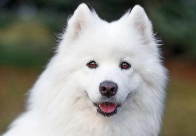 幼犬萨摩耶一天喂几次,萨摩耶幼犬一次吃多少