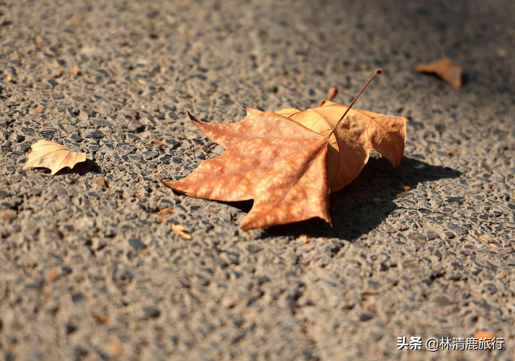 离郑州最近银杏园赏秋,郑州银杏惊艳了秋天