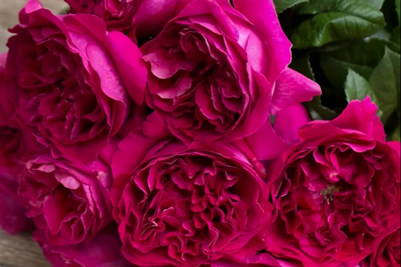 值得入手的玫瑰花,最受欢迎的玫瑰花品种排行