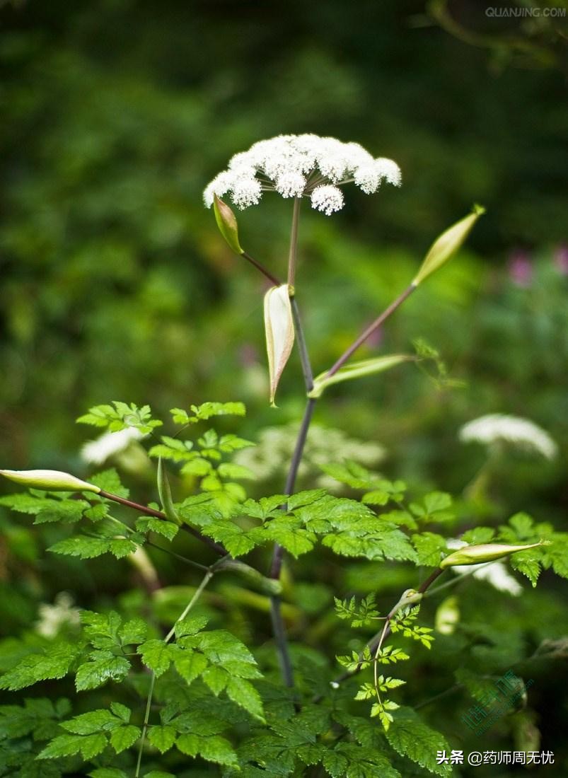 话说中药当归,白话中药400味讲解