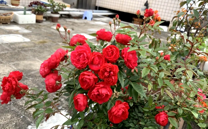 红蜘蛛的四大天敌,蚜虫红蜘蛛都有效的药