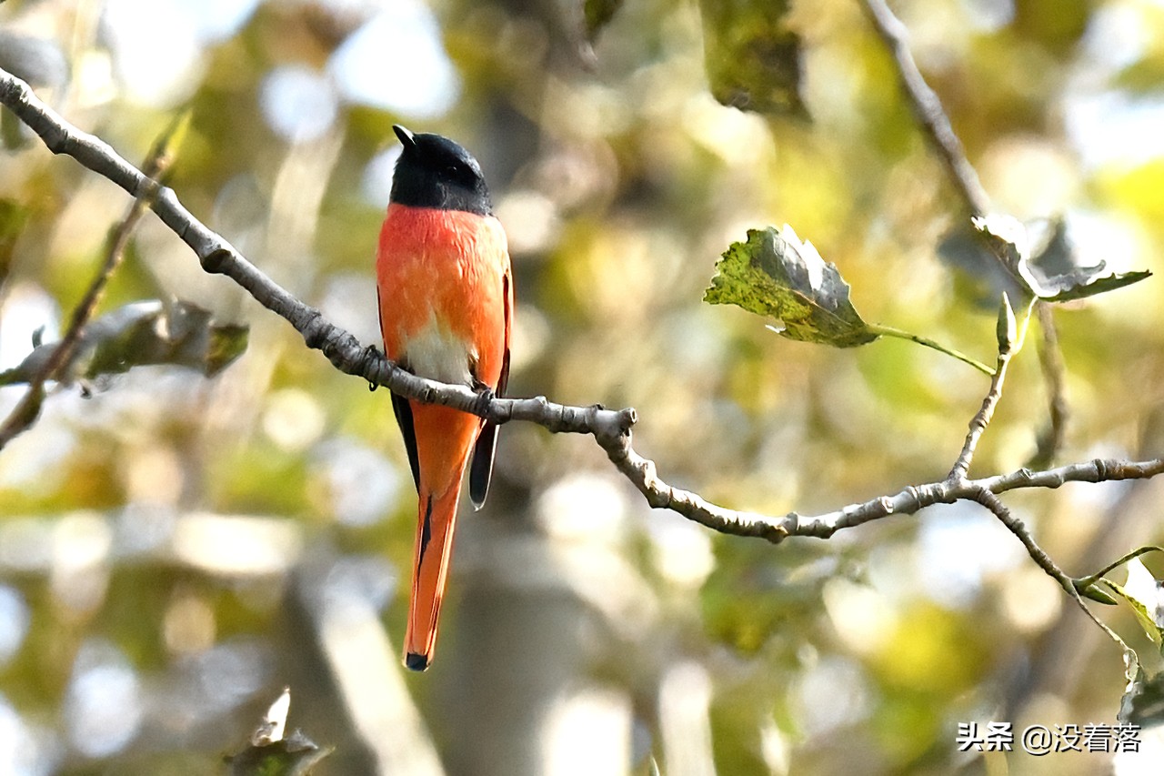「10.13」北京沙河观鸟日记：收获长尾山椒鸟与中华攀雀
