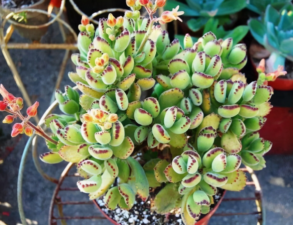 荷花多肉叶插成活率高吗,多肉淡雪叶插成活率高吗