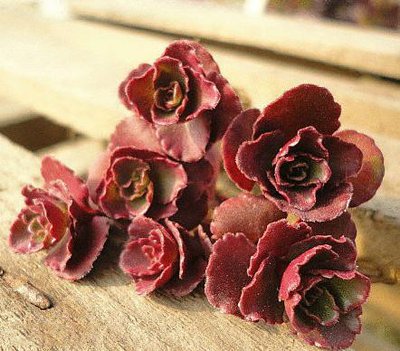 淘宝买多肉带盆的需要脱土修根吗,淘宝上买多肉有什么坑