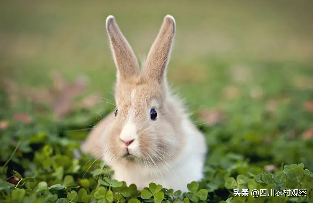 高温天气小兔子怎么照顾,高温期间兔生小兔子怎么办