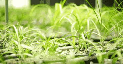 每日一品中国兰花春兰,每日一品完整视频