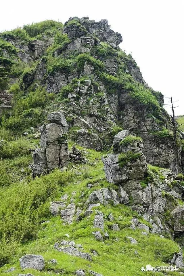 探秘汉中,汉中一村子窜入野生羚牛