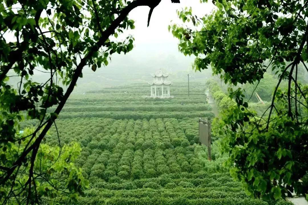 中国五大茶旅胜地,中国十大茶旅城市有哪些
