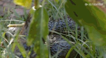 据说水果涨价，跟这剧的大火有点关系