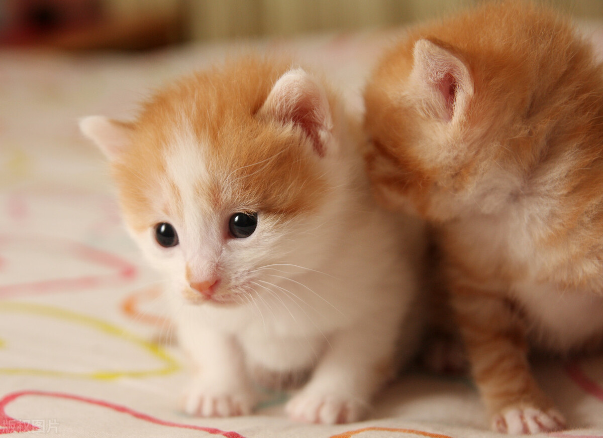 猫咪拉便便有血怎么回事,我家猫咪吐黄水还拉稀怎么办